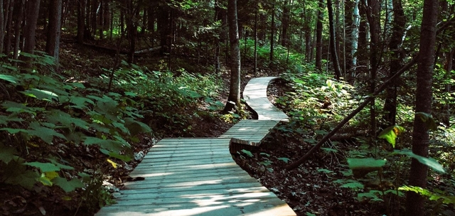 A hiking trail in the woods