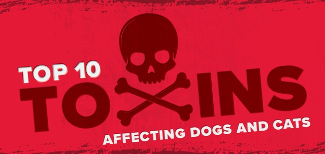 Top 10 Toxins Affecting Dogs and Cats in Practice Today