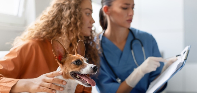 Upgrading The Pet Insurance Conversation for Your Team
